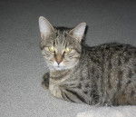 poulette mère de toudou -