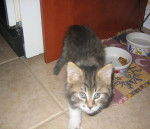 griffon frère de toudou -