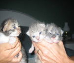 griffon toudou et popette -