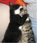 Amour frère - soeur -