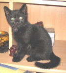 Arsouille à 2-3 mois -