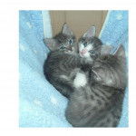 Mes petits poussins.. -