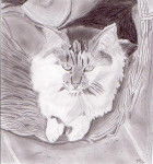 dessin chat filou -
