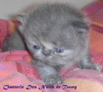 Femelle bleue et blanche -