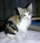 Trésor 3 mois - (3 mois)