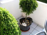 caline dans son mini jardin -