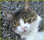 le super matou Gribouille -