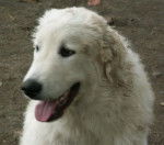 Blues - Kuvasz