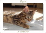 Bazile le chat -