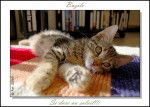 Bazile le chat -