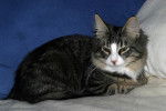 chaton norvegien -