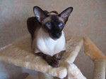 siamois et orientaux -