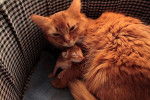 Valentia et son chatton -