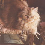 voici Juliette fiancée de Roméo -