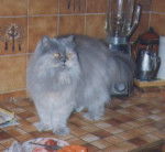 voici Daphnée, persanne bleue -