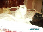 Tigrou, shanou & Popeye -