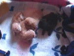 Les 4 chatons de Vanille -
