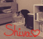 Shiva et Dooddel - (2 ans)