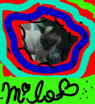 Milo - Mâle (8 mois)