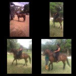 Travieso Villamanuela - Mâle (12 ans)