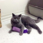 Minou - Mâle (1 an)