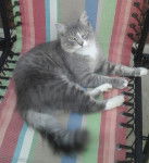 Simba - Mâle (1 an)