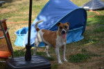 Rosi - Jack Russell (4 ans)