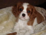 Kleine Lilly (2009) - Cavalier King Charles Spaniel