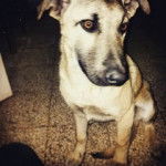 Sugo - Mâle (9 mois)