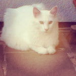 Snow - Mâle (2 ans)