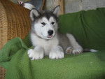Jack - Malamute d'Alaska Mâle (5 mois)