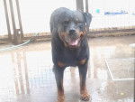 preto - Rottweiler Mâle (5 ans)
