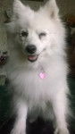 Lacey - Spitz Japonais (7 ans)