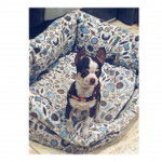 PEPITO - Chihuahua Mâle (1 an)