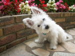 peque - West Highland White Terrier Mâle (1 an)