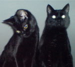 Milamietz und Berserker-Bär -