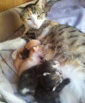 Gypsy and her kittens - (1 an)
