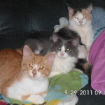 Sofia,Anna,Simba - (4 ans)