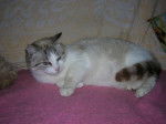 minette -