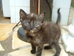 Chaton -