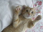 Binou chat domestique -
