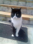 CHAT DU MAQUIS -