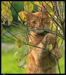 Noisette, mon chat d'amour !!! -