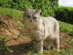 chat de goutiere -