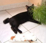 avec son herbe.JPG -