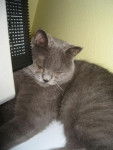 British shorthair Brindille -