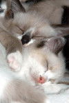 Chatons Frangins -