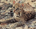 Ocelot -