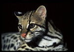 Ocelot -