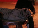 tigre blanc -
